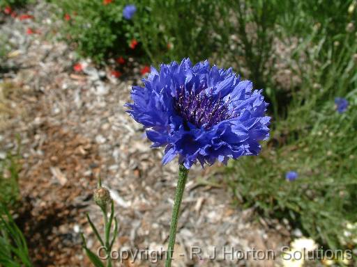 Cornflower blue 